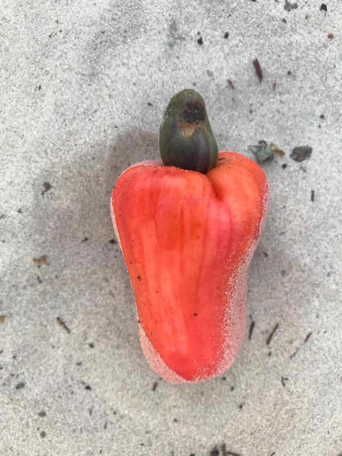 Ananda